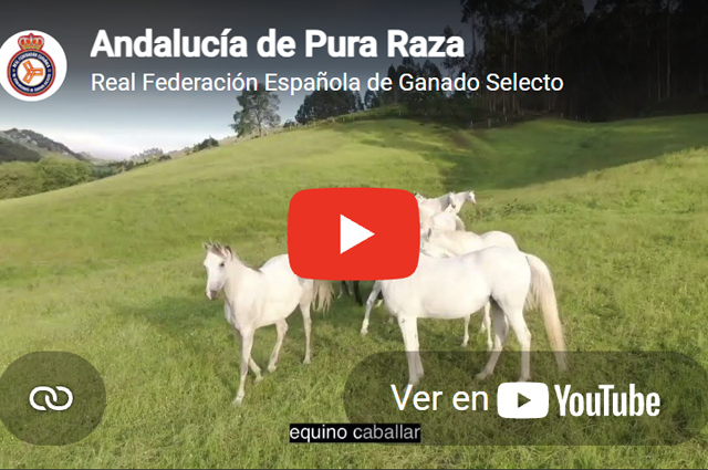 Andalucía de Pura Raza